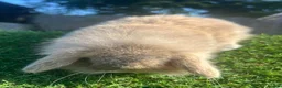 Mini Lion Lop rabbits for sale: Mini Lion Lop Rabbits – Ready This Weekend 🐰 - Advert 15