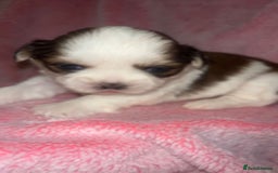 Shih Tzu dogs for sale: Small beautiful Shih tzu puppies - Image 7