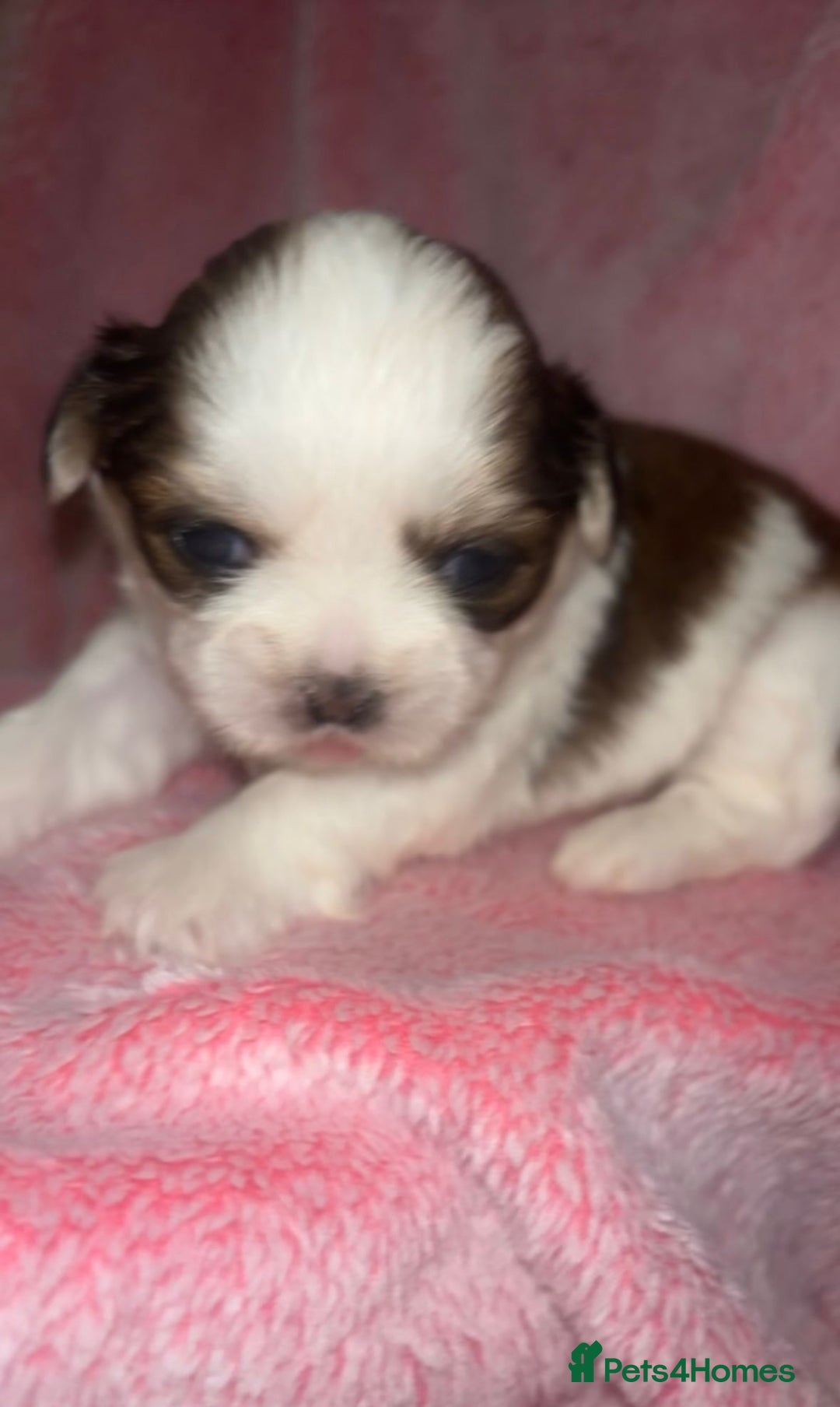 Shih Tzu dogs for sale: Small beautiful Shih tzu puppies - Image 7