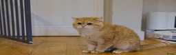 British Shorthair cats for sale: Rehome a 2 years old BSH golden male - Advert 5