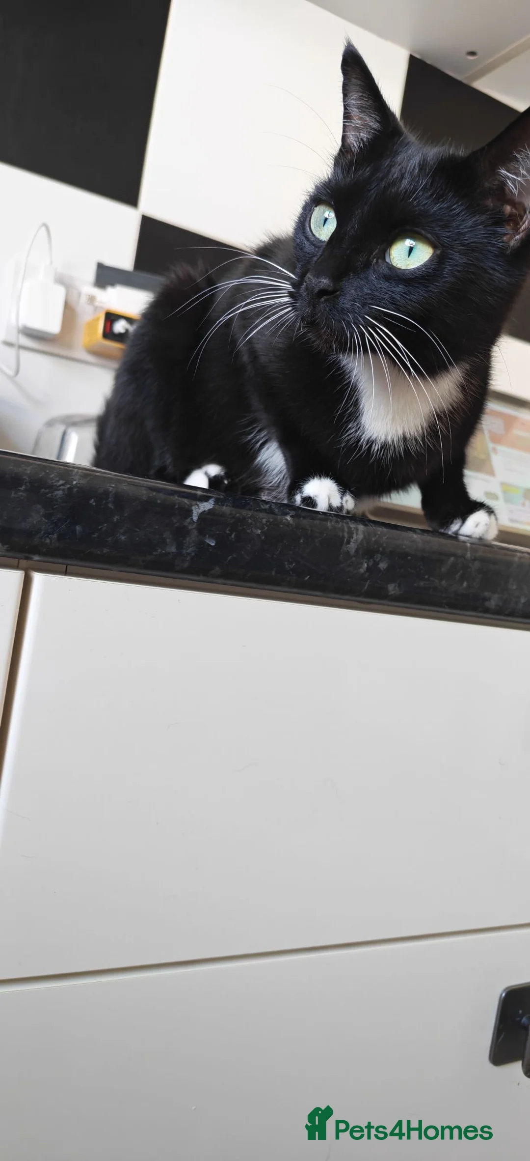 Mixed Breed cats for sale: Lovely kittens looking for a home in Derby - Advert 15
