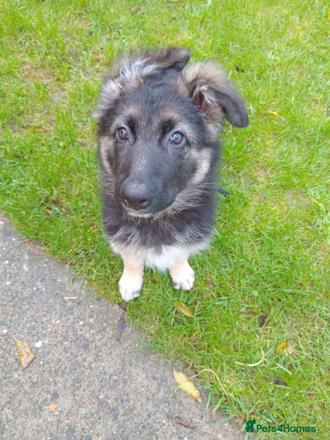 German Shepherd dogs for sale: German shepard puppy - Advert 7