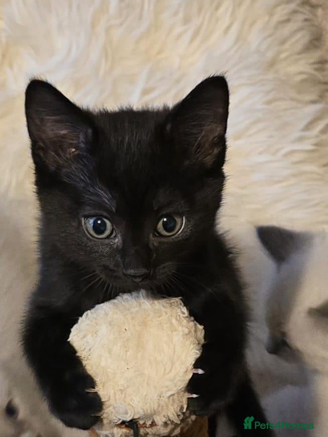 Mixed Breed cats 2 Black Very Playful Kittens/ South Shields  - Advert 2