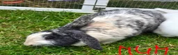 Mixed Breed rabbits for sale: Baby bunnies for sale - 2 left - girl and boy in Chard - Advert 10