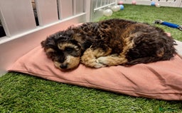 Cockapoo dogs for sale: 🐾STUNNING F1 COCKERPOOS HEALTH TESTED PARENTS 🐾 - Image 8