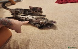 European cats for sale: 7 Lovely tabby kittens for sale - Image 2