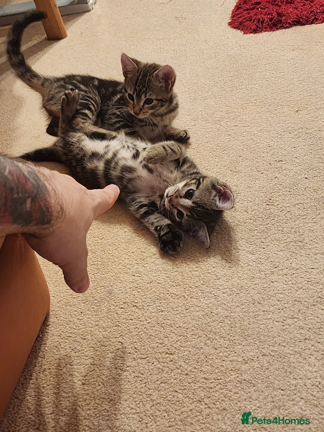 European cats for sale: 7 Lovely tabby kittens for sale - Image 2