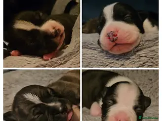 Staffordshire Bull Terrier dogs 4 staffies for sale - Advert 2