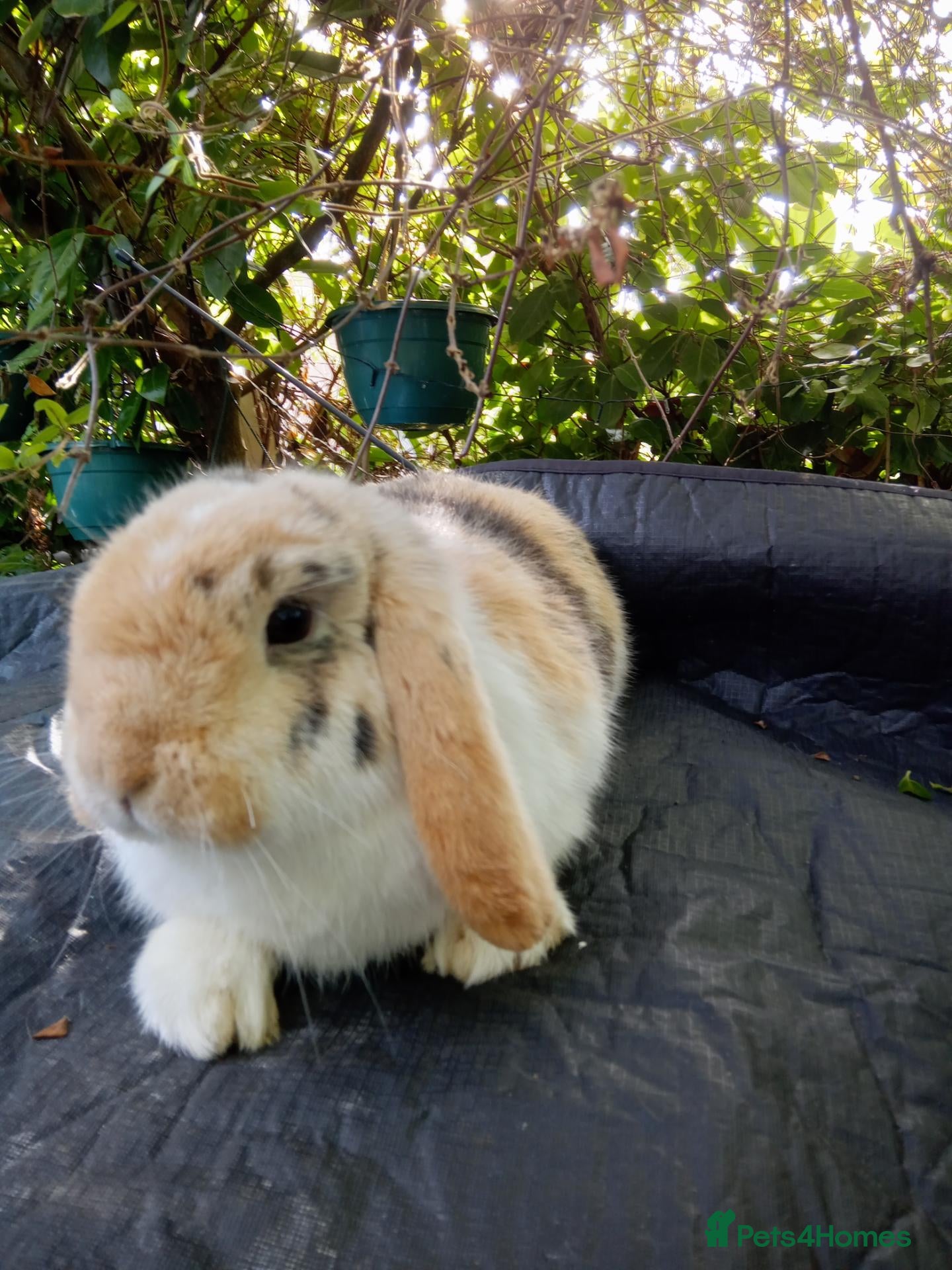 Mini Lop rabbits Pedigree mini lop.baby rabbits  - Advert 1