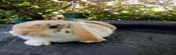 Mini Lop rabbits for sale: Pedigree mini lop.baby rabbits  - Advert 1