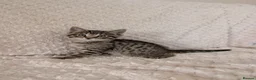 Mixed Breed cats for sale: Maine coon Mix kittens  - Advert 6