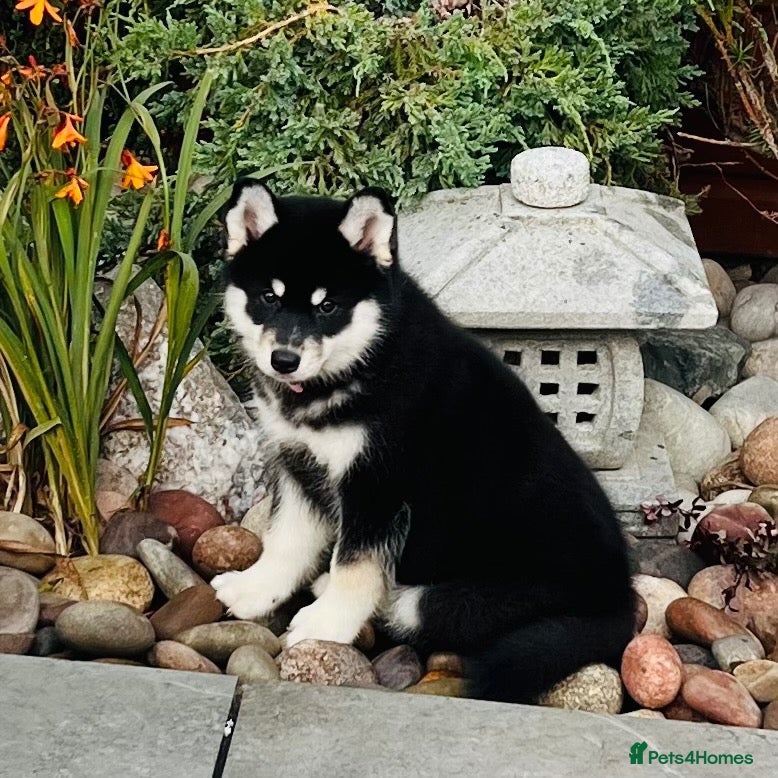 Pomsky dogs Stunning F3 Pomsky Puppies - Advert 1
