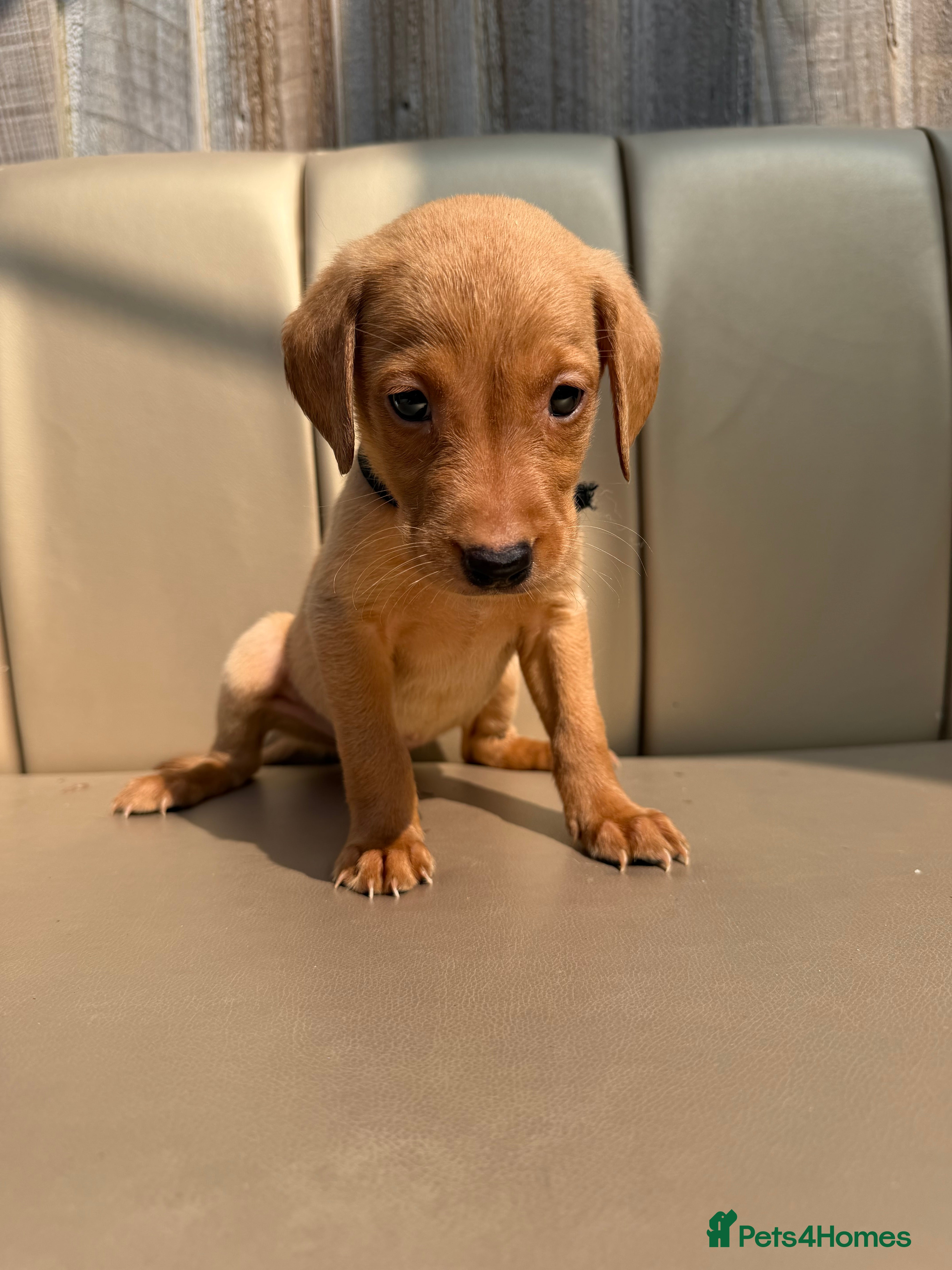 Labrador Retriever dogs READY IN 1 WEEK ❤️😍 - Advert 2