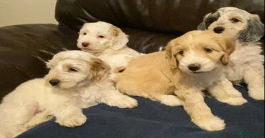 Cockapoo dogs - Advert 11