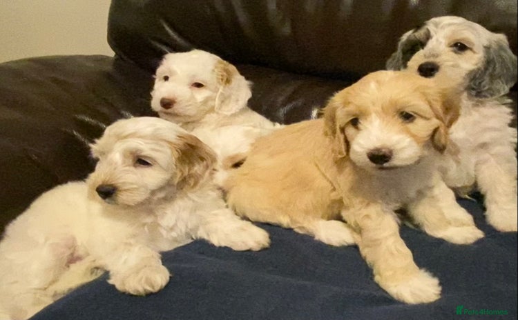 Cockapoo dogs - Advert 3