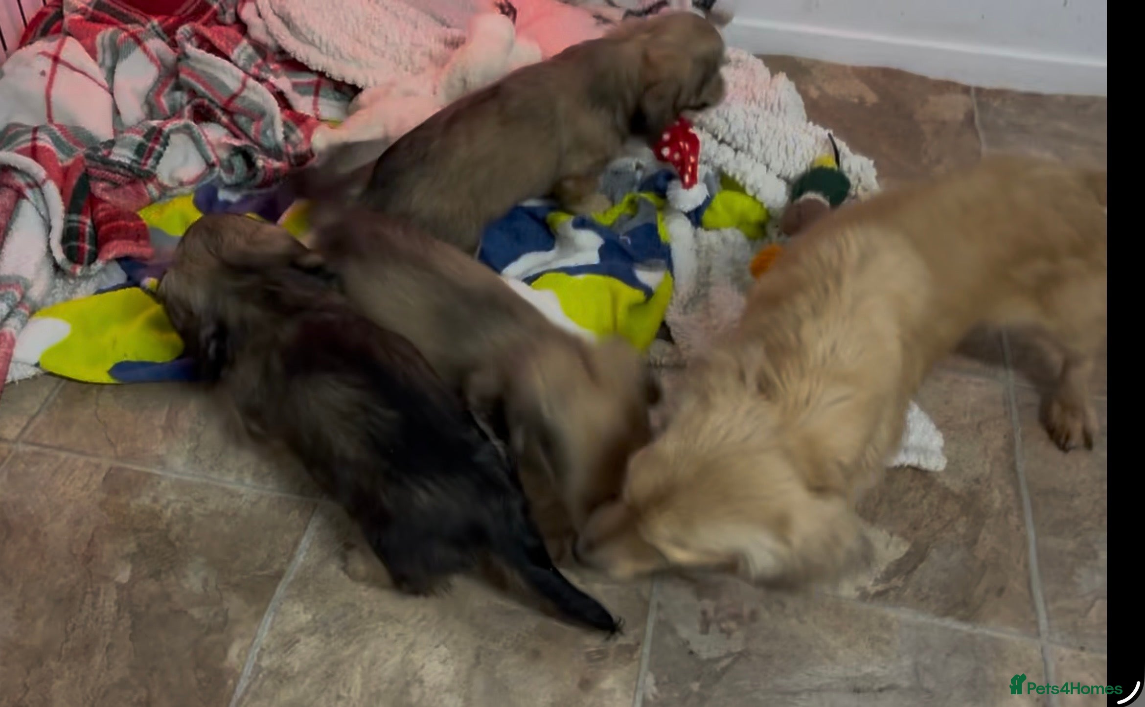 Miniature Dachshund dogs CREAM LONGHAIRED MIN DACHSHUNDS  - Advert 11