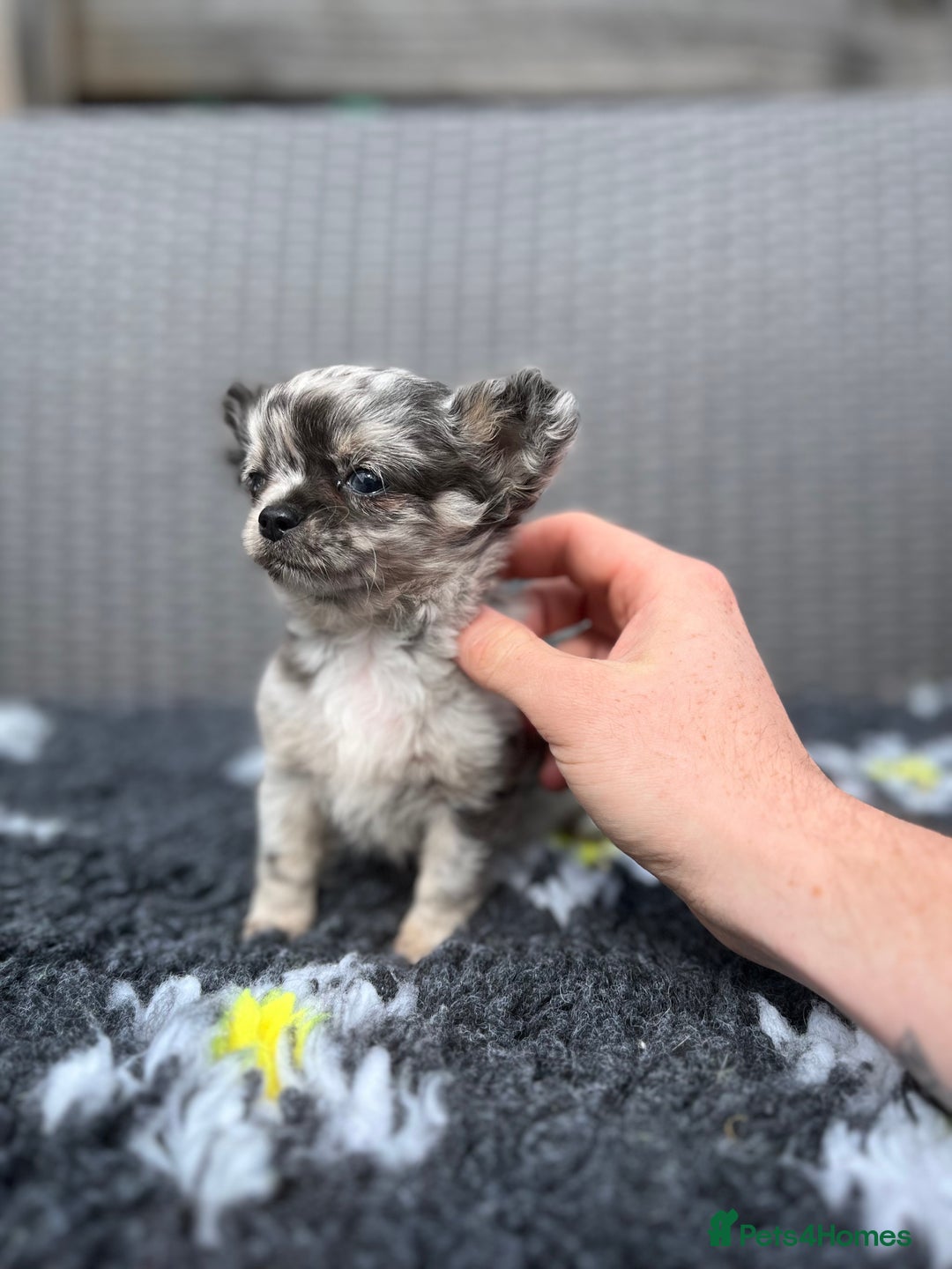 Chihuahua dogs for sale: Absolutely Stunning Merle Chihuahua Boy - Image 1