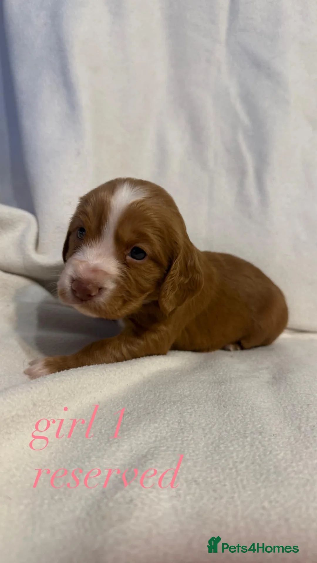 Cocker Spaniel dogs for sale: Working Cocker Spaniel Puppies - Advert 13