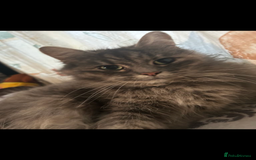Norwegian Forest Cat cats for sale: Norwegian forest x bengal - Image 5