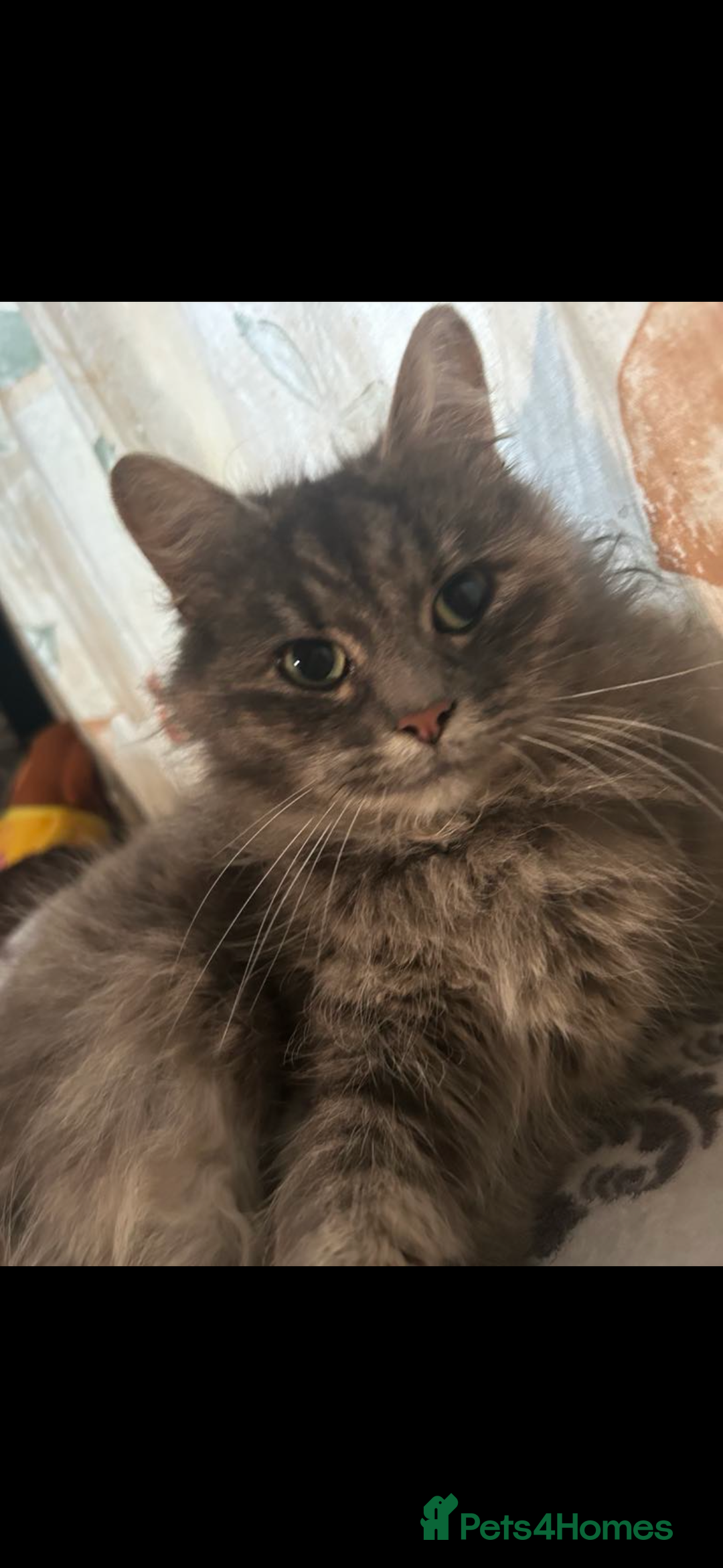 Norwegian Forest Cat cats for sale: Norwegian forest x bengal - Image 5
