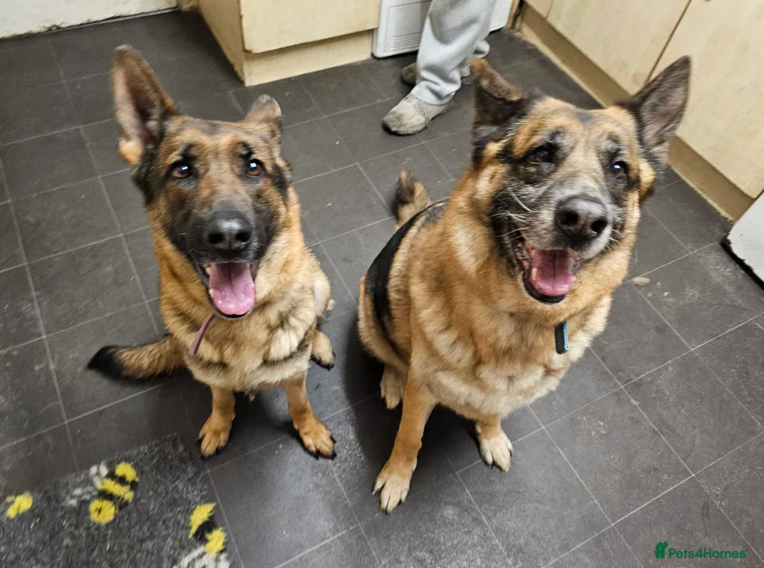 German Shepherd dogs for sale: 7 year old German Shepherd - Advert 2