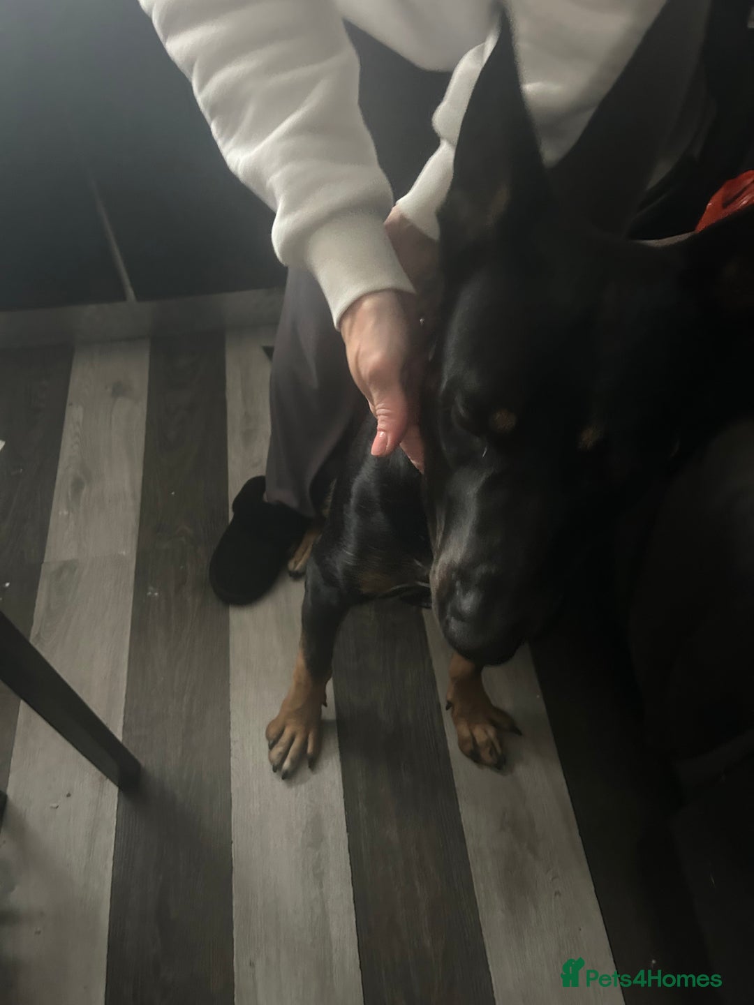 Mixed Breed dogs for sale: Selling my German x Dutch shepherd  - Image 2