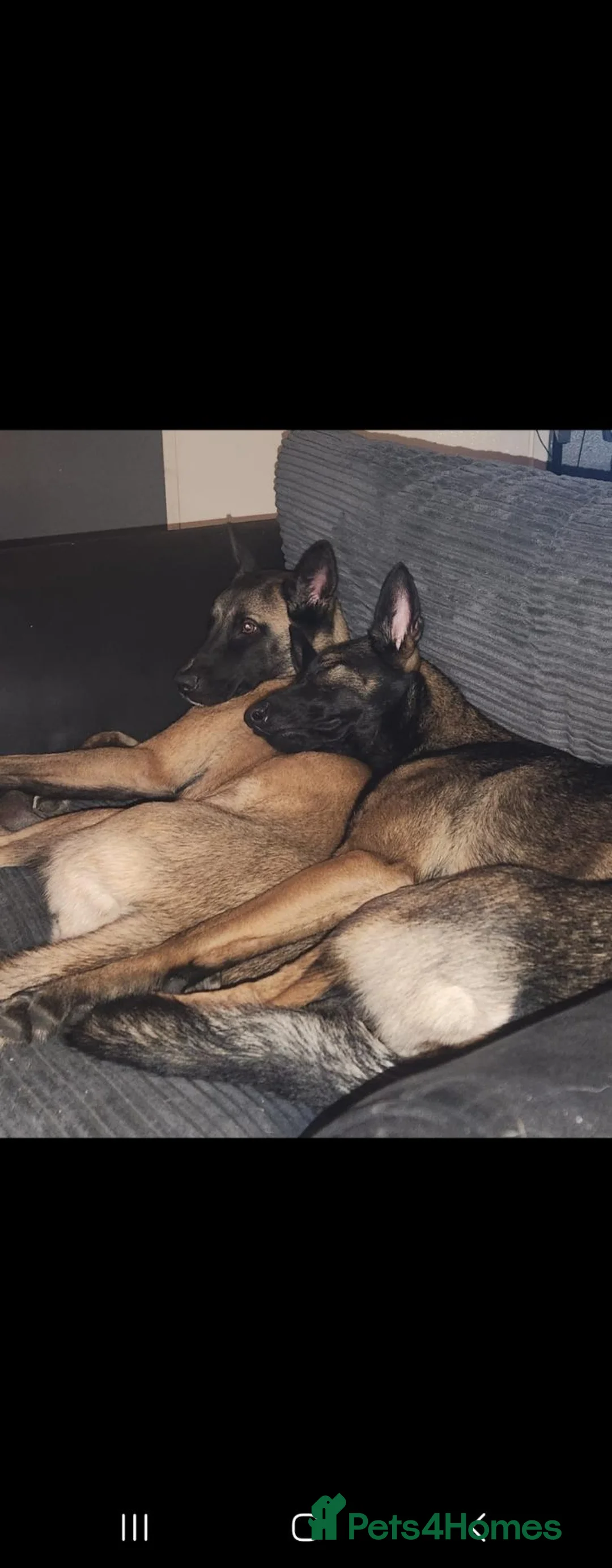 Mixed Breed dogs for sale: Luna & Monny 3 years old in Widnes - Advert 1
