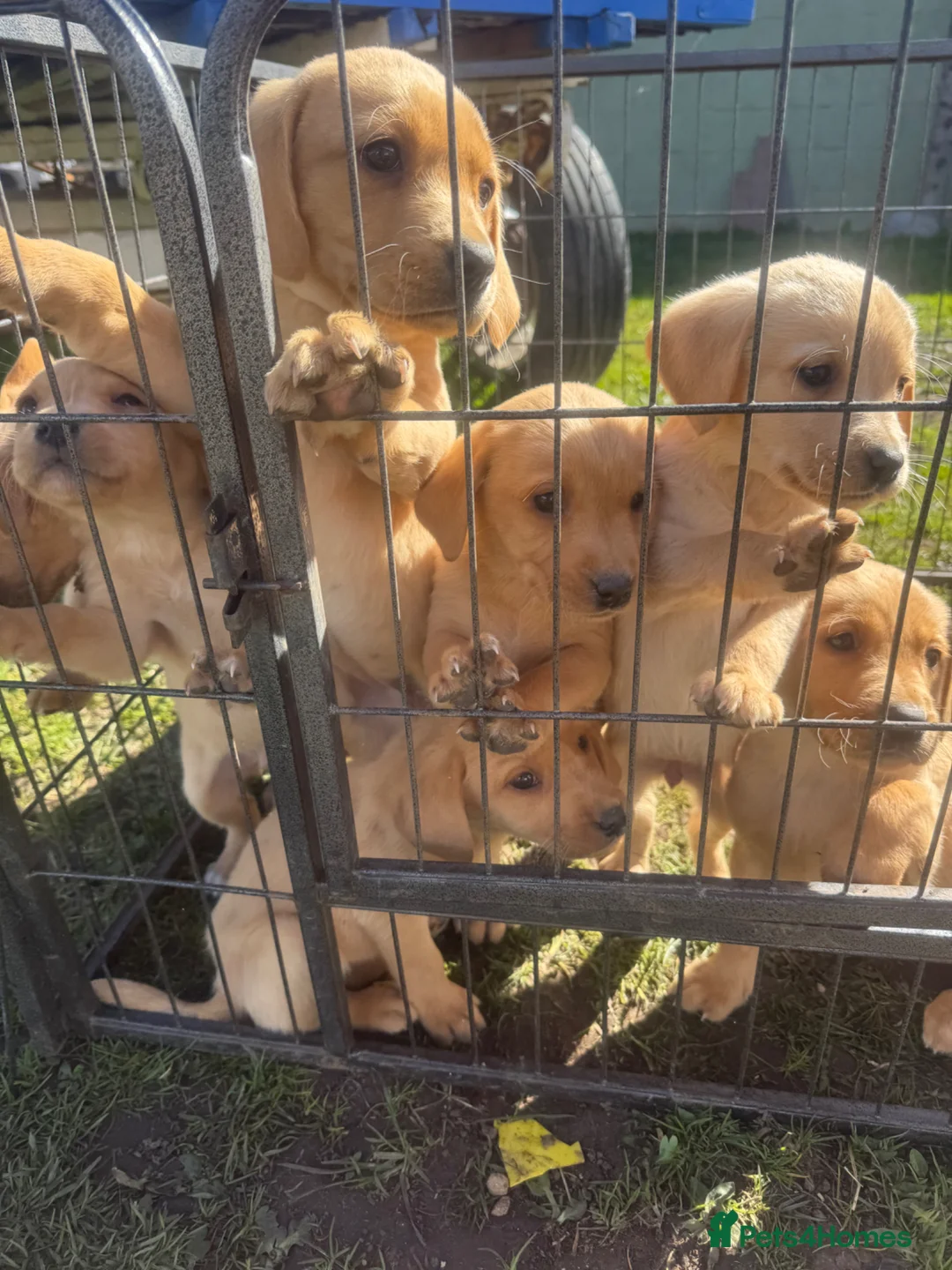 Labrador Retriever dogs for sale: Fox red and yellow lab pups  - Advert 6