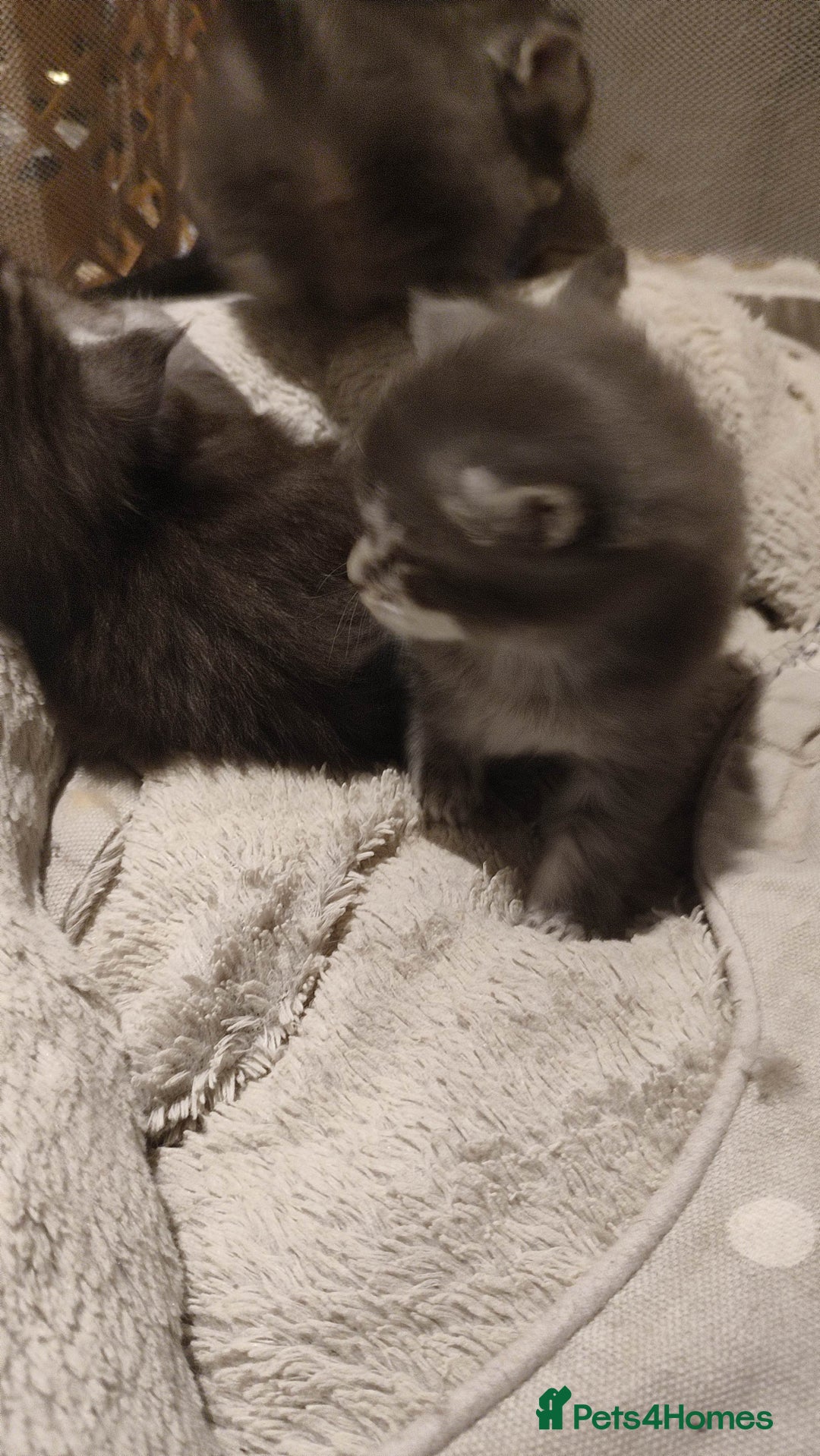 Maine Coon cats for sale: Tica Reg and fully health tested - Advert 33