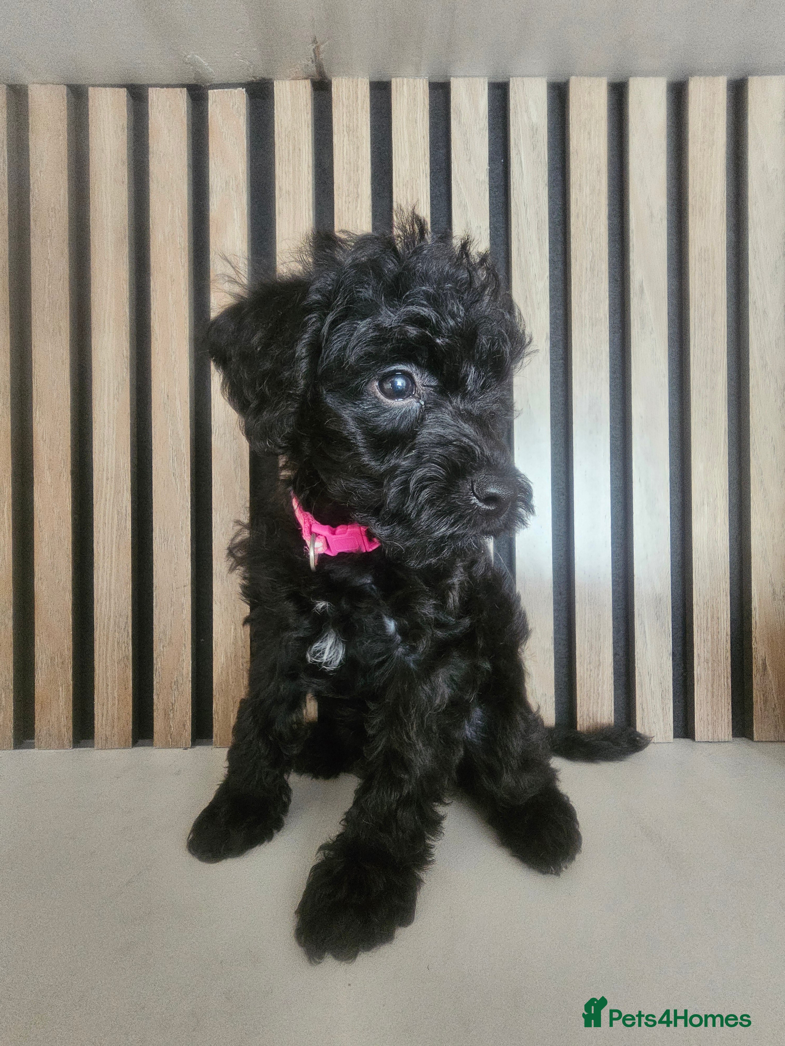Schnoodle dogs 🐶 F2 Schnoodles looking for their loving Homes 🐶 - Advert 2
