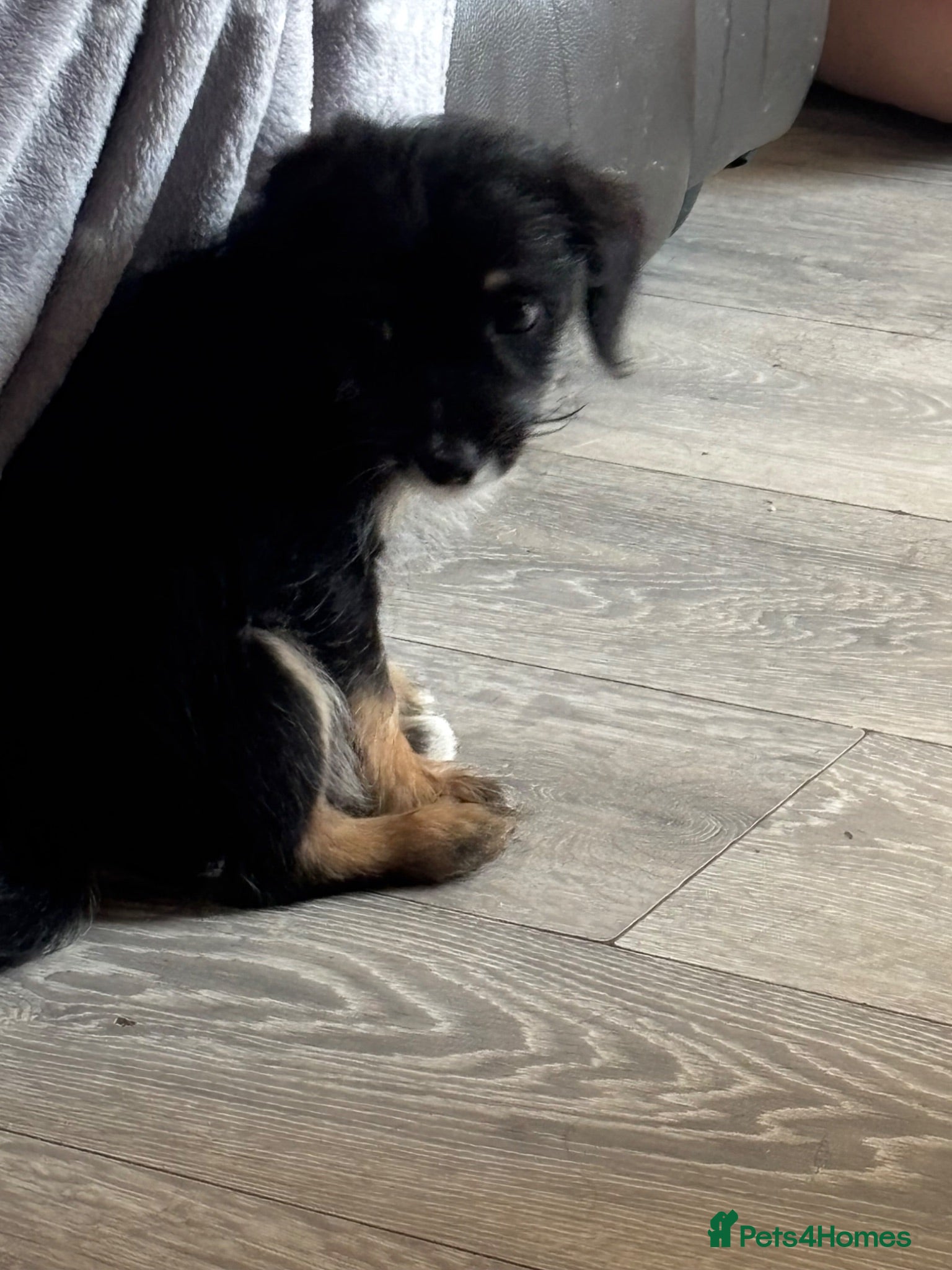 Yorkiepoo dogs Yorkie poo  - Advert 5
