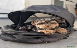 Yorkshire Terrier dogs for sale: 3 Male Yorkshire terriers left  - Image 21