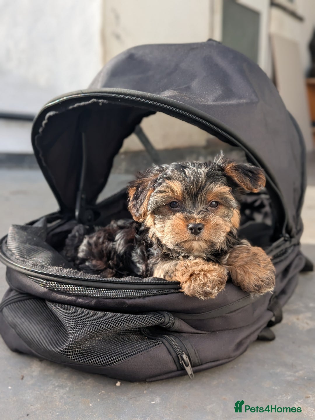 Yorkshire Terrier dogs for sale: 3 Male Yorkshire terriers left  - Image 21