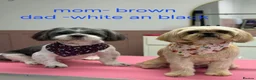 Shih Tzu dogs for sale: Shi tzu puppy's  - Advert 2