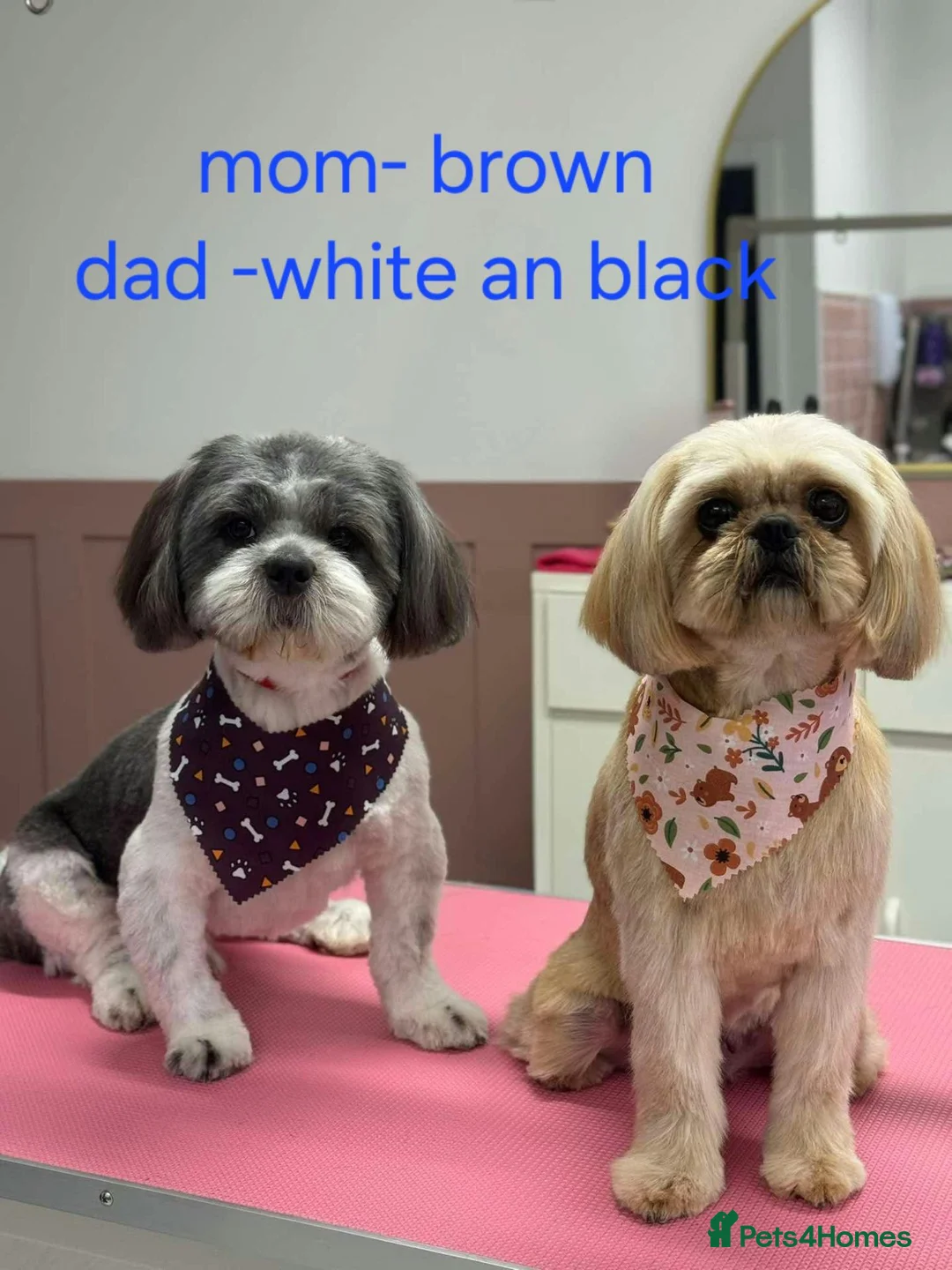 Shih Tzu dogs for sale: Shi tzu puppy's  - Advert 2