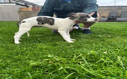 Lurcher dogs for sale: 2x Beautiful lurcher pups - Image 11