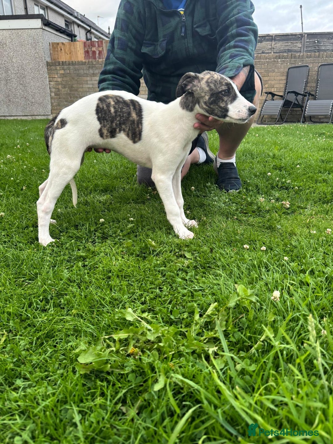 Lurcher dogs for sale: 2x Beautiful lurcher pups - Image 11