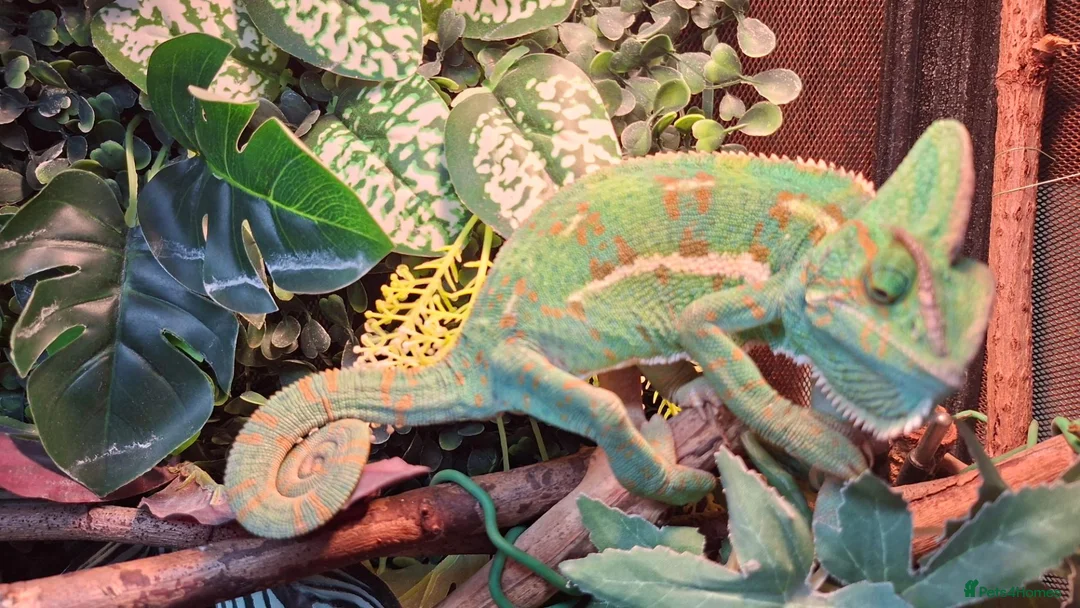 Chameleon reptiles for sale: Beautiful female Camelion for rehoming in Shrewsbury - Advert 1