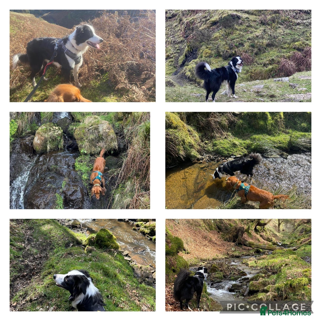 Border Collie dogs for sale: Border Collie for Rehome - Image 5