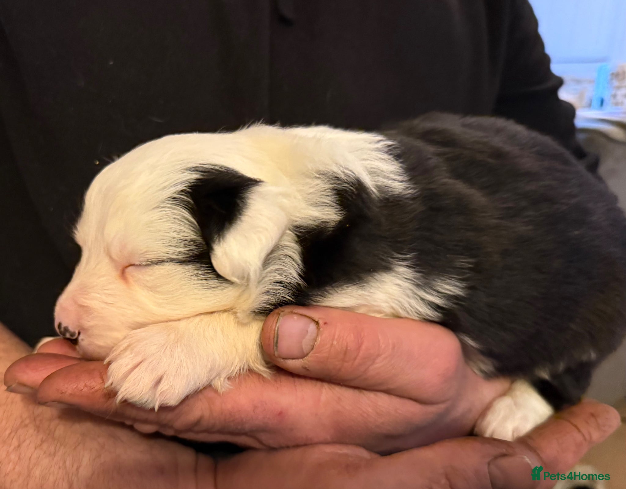 Border Collie dogs Stunning collies from working parents  - Advert 11