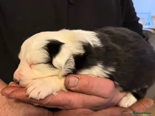 Border Collie dogs Stunning collies from working parents - Advert 11