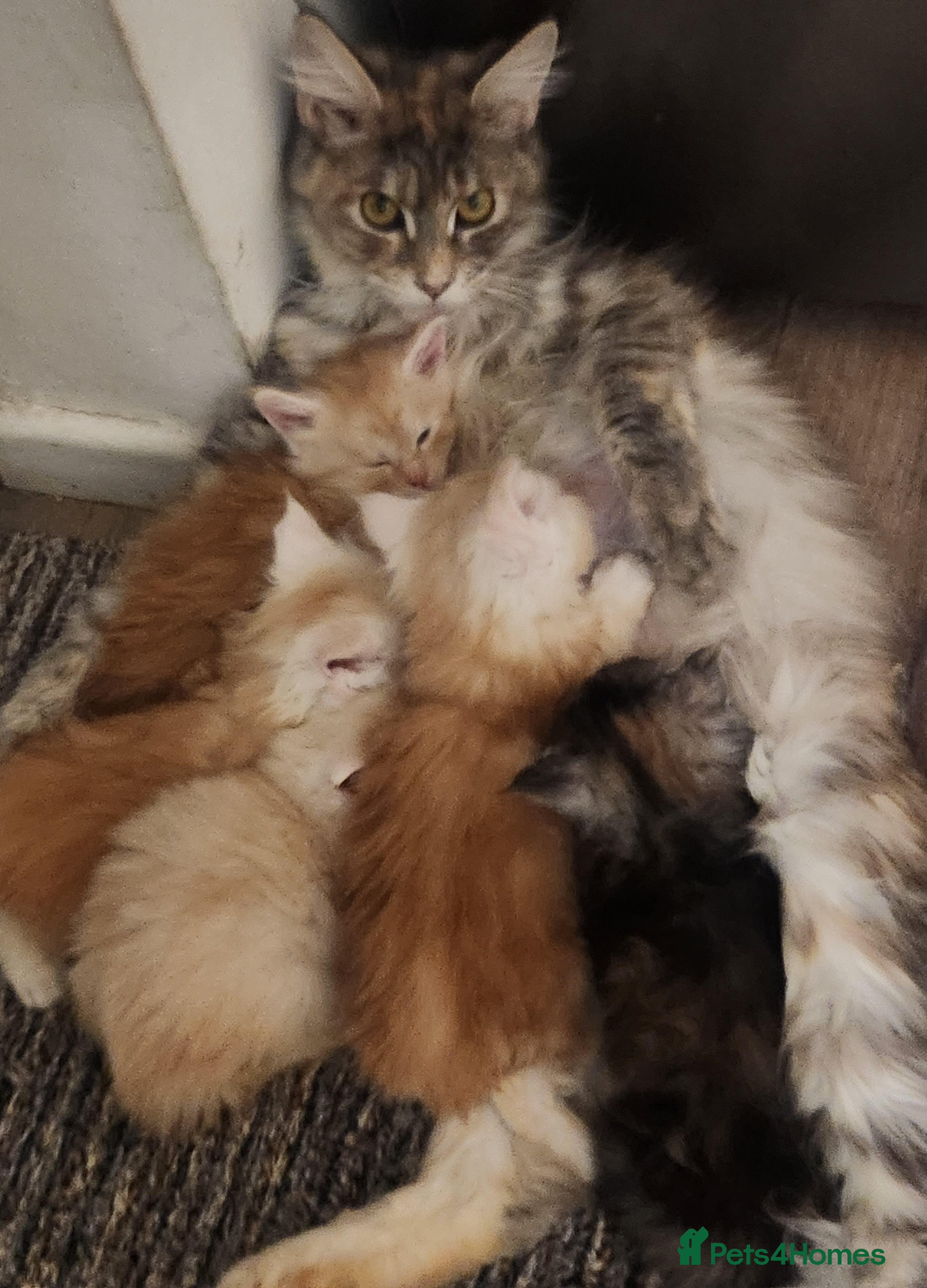 Maine Coon cats Maine Coon Kittens ready April - Advert 1