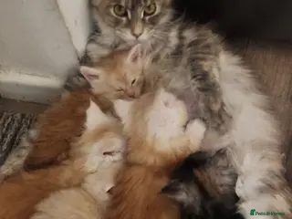 Maine Coon cats Maine Coon Kittens ready April - Advert 1