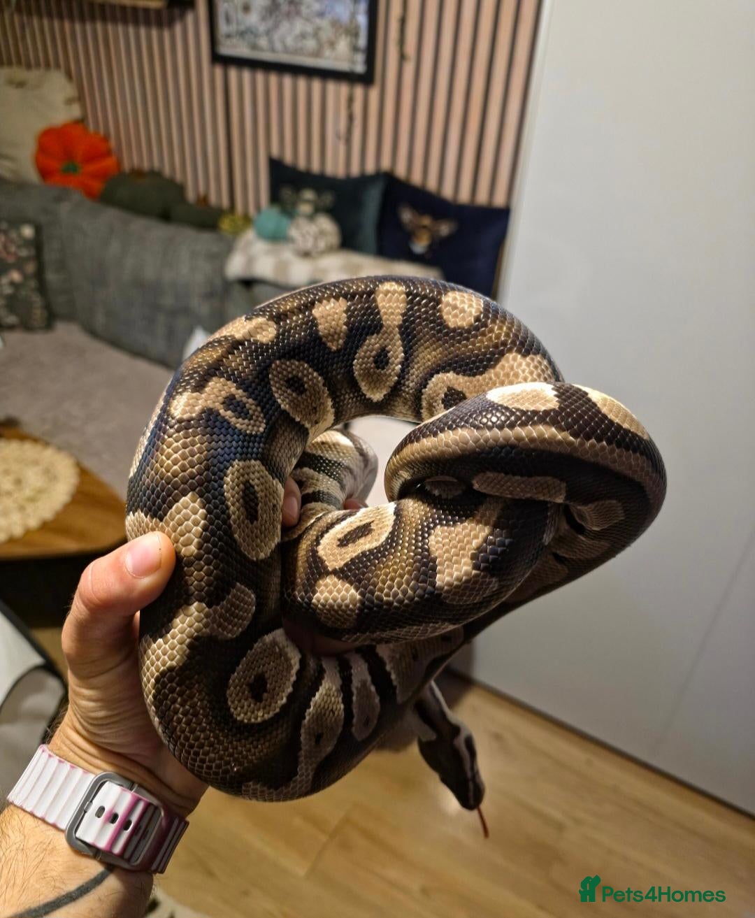 Python Snake reptiles 2 Ball Python left for sale - Advert 2