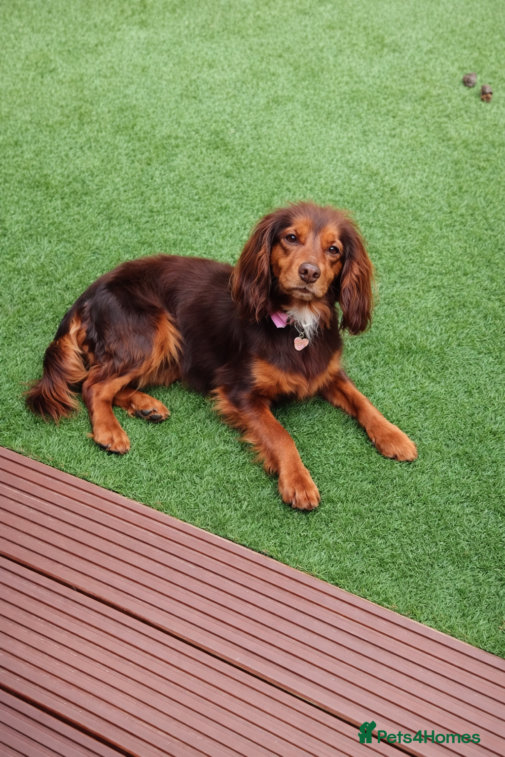 Cockapoo dogs Cokapoo Puppies  - Advert 1