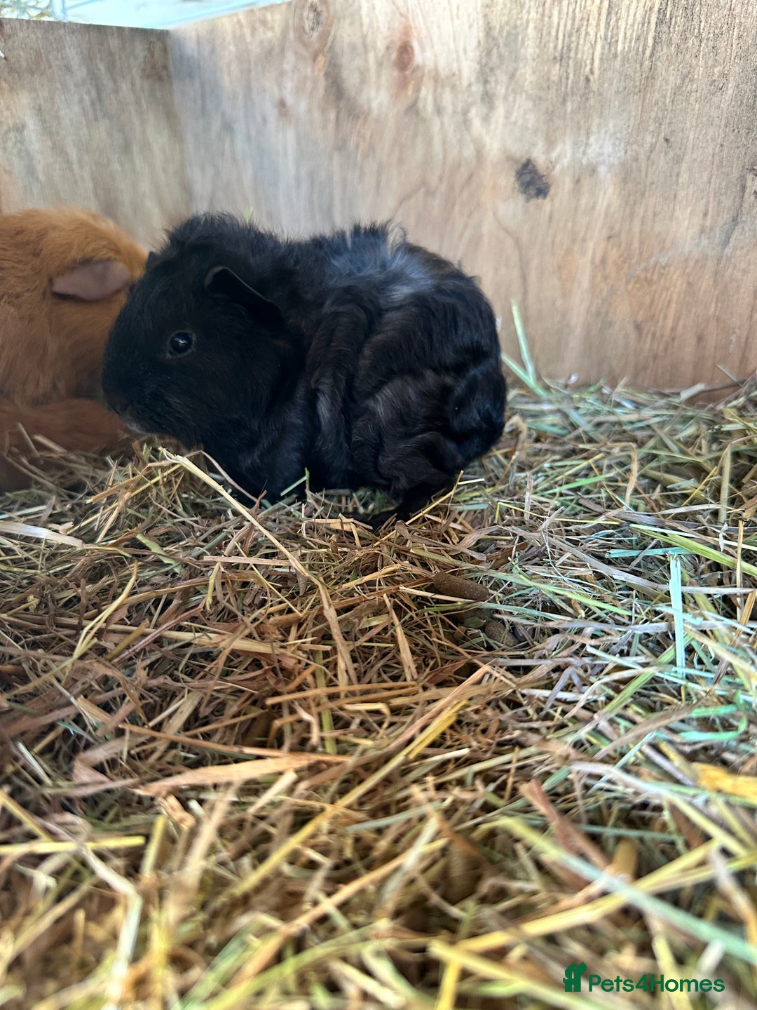 Guinea Pig rodents for sale: Baby boar - Advert 3