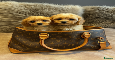 Cavapoo dogs - Advert 8