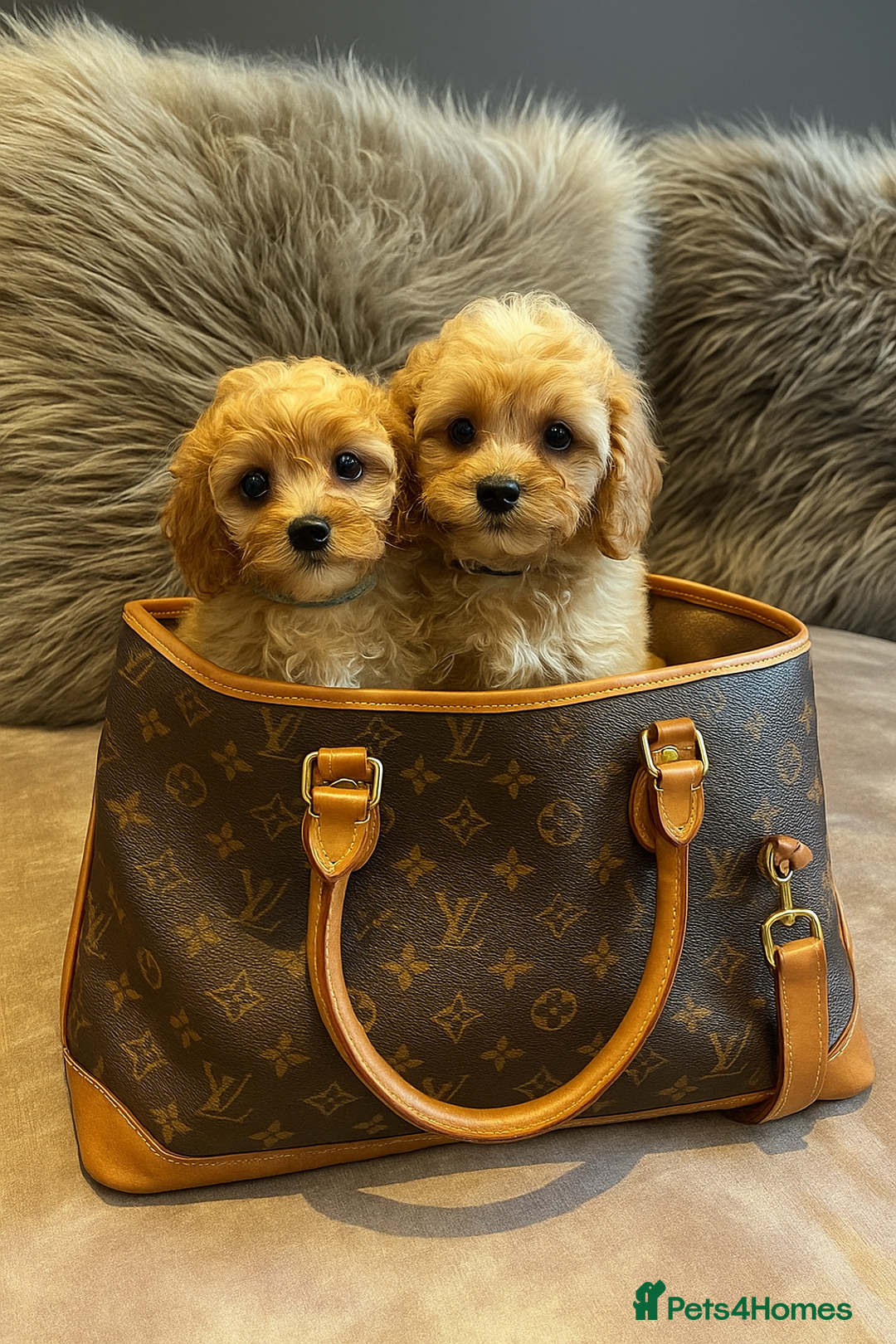 Cavapoo dogs for sale: Donnajays F1 CAVAPOO BOYS  - Image 3