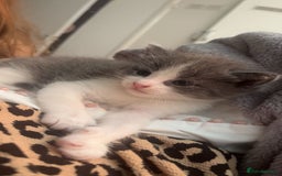 Domestic Shorthair cats for sale: Girl kitten grey and white  - Image 3