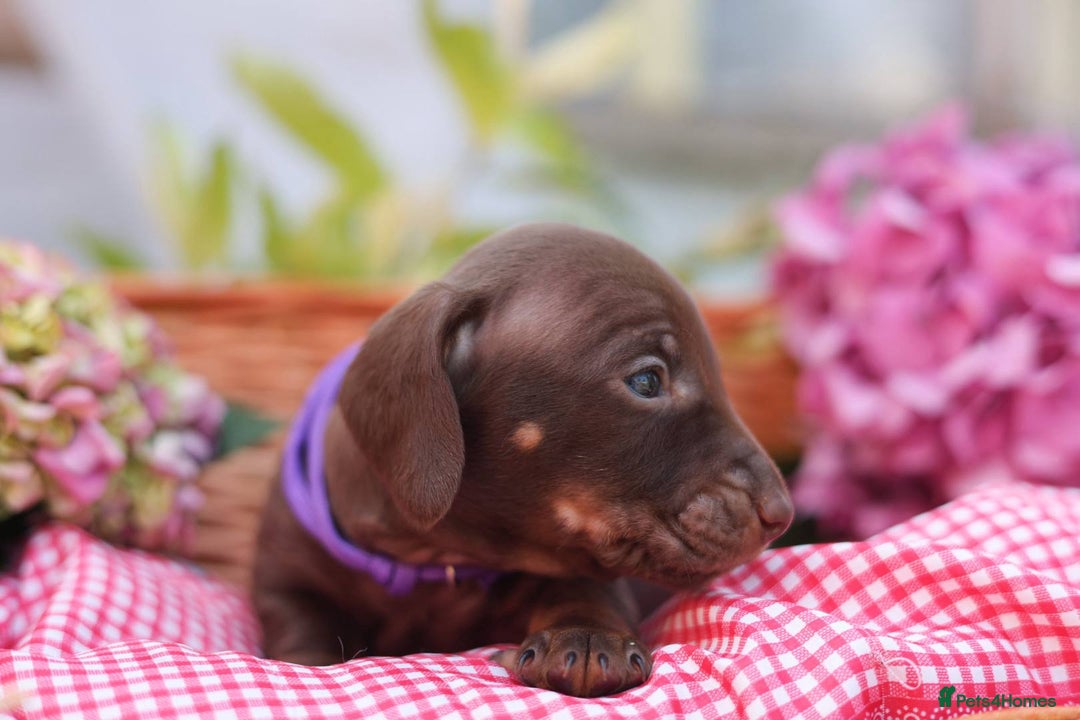 Dachshund dogs for sale: KC Miniature dachshunds puppies  - Image 16